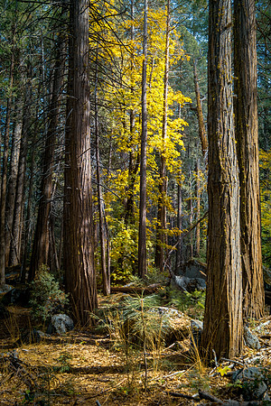 Fall in the Forest