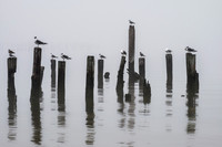 Seagulls in Fog