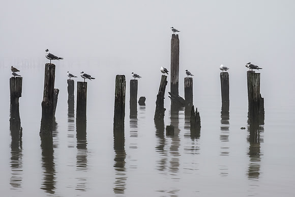 Seagulls in Fog